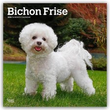 Bichon Frisé 2026 - 16-Monatskalender