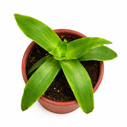 Callisia fragrans seeds - callisia,