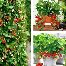 10 Stk. Erdbeerpflanze 'Selva'