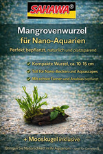 Mangrove Wurzel 10–15 cm +