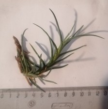 Tillandsien Bromeliengewächs