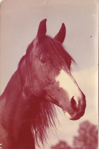 Araber horse postcard - horse, *