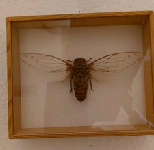 Schaukasten Schmetterlinge