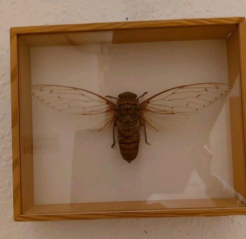 Schaukasten schmetterlinge - schaukasten,