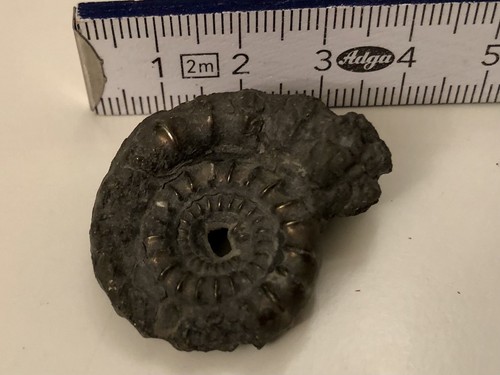 Echter ammonit fossil pyrit - echter,