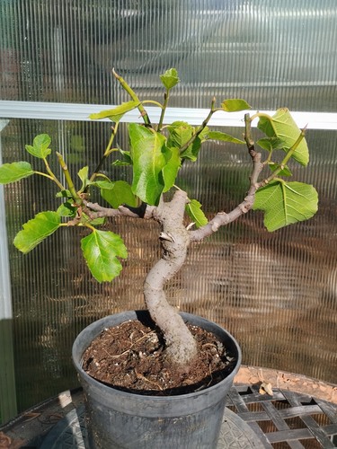 Bonsai feigenbaum fig - feigenbaum,,