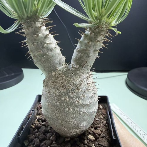 Sale rare cacti plant - rare,