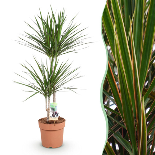 Zimmerpflanzen dracaena - zimmerpflanzen,