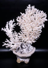 Vintage Große Weiße Meer Koralle 2,6 Kg Deko mit Muschel Sockel Kunst