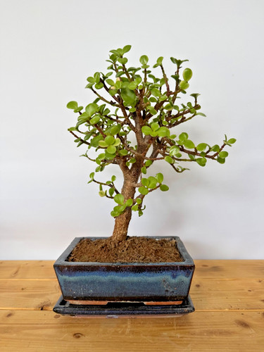 Zimmerbonsai bonsai jadebaum - bonsai,
