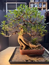 Tiger Ficus, Tropical Bonsai