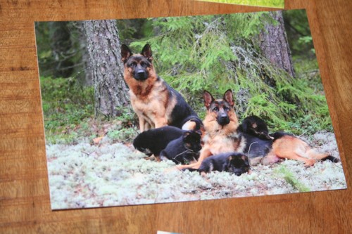 Hunde postkarte von poster - poster, xxl