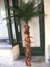 Künstliche Palme ca. 2,10m