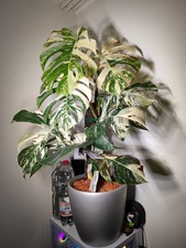 Monstera Deliciosa Variegata