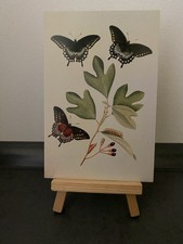 Postkarte Motivkarte, Lebenszyklus, Gewürzstrauch Schwalbenschwanz, Kunst