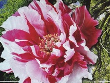 Paeonia suffruticosa