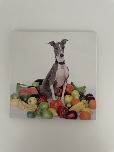 Excellent italian greyhound - excellent,