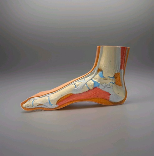 Anatomisches fußmodell - anatomisches,