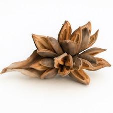 Sororoca Knospe getrocknet