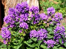 KNÄUEL-GLOCKENBLUME