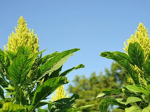 Amaranth amarant aurelia - amaranth,