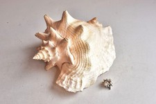 25cm Große Fechterschnecke