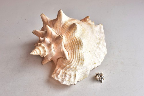 25cm große fechterschnecke - 25cm,
