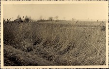 Foto Ak Bleddin Kemberg in der Dübener Heide, Feld, Wiese, einst... - 10488703