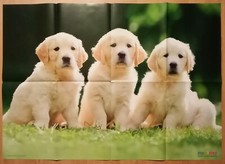 Riesen hunde poster golden - riesen-hunde-poster,