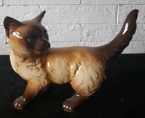 Niedliche kleine goebel - goebel, katze