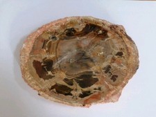 Versteinerte Baumscheibe  Patagonien, Argentina Jura Poliert