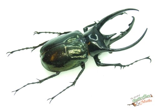 Chalcosoma chiron belangeri