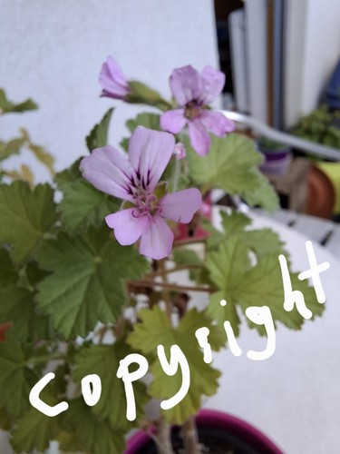 Duft pelargonie andersonii - duft-pelargonie,