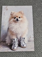 Pomeranian - Hund - Dog  - Postkarte / Ansichtskarte (3) 