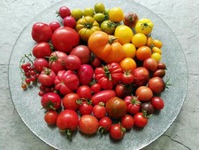 Tomatensamen Tomaten Saatgut - bunte Mischung - 10 Samen