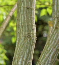Roter Schlangenhaut Ahorn