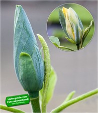 Magnolien 'Blue Opal', 1