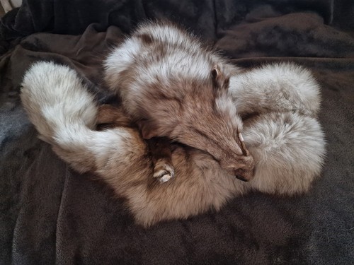 Silberfuchs fell trophäe - silberfuchs,