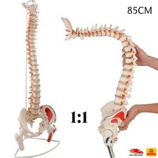 1:1 Menschliche Wirbelsäule