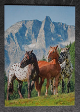 Postkarte Noriker,Kaltblut,Pferd,Pferde,Tier,Pferdepostkarte,AK,Ansichtskarte,CH