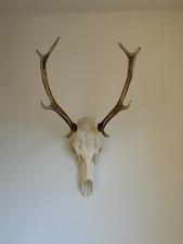 Rothirsch-Schädel (8-Ender)