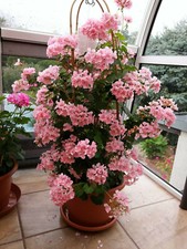 Kletter Geranie Lachs