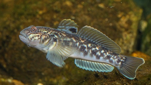 Köderfische 25stk grundeln - köderfische,