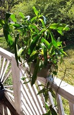 Callisia Fragrans Golden