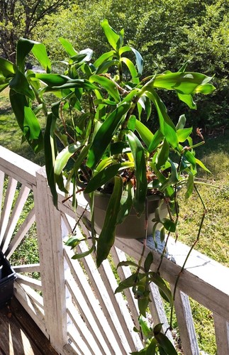Callisia fragrans golden - callisia,
