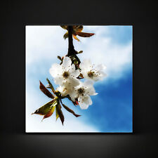 Frühling - Foto 15 x 15cm I Bild, Druck, digital, Print, Wanddeko, Poster, Kunst