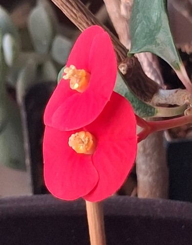 Euphorbia geroldii kakteen und - euphorbia,