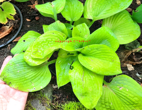 Hosta eye chatcher - 2x, *eye