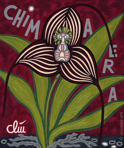 Jacqueline ditt masdevallia - ditt,