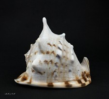 Cassis cornuta, Cassidae 175mm, Philippinen